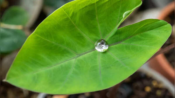 Colocasia leaves