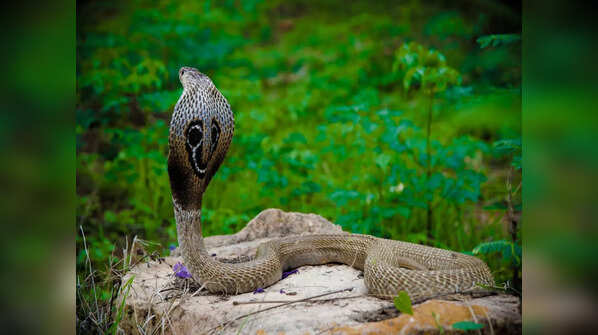 Shetphal, Maharashtra