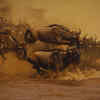 Wildebeest (The Great Migration between July and October)