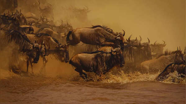 Wildebeest (The Great Migration between July and October)