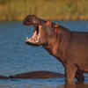 Hippopotamus