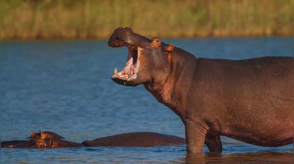 Hippopotamus