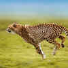 Cheetah 