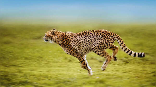 Cheetah