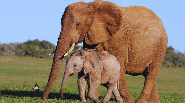 African Elephant