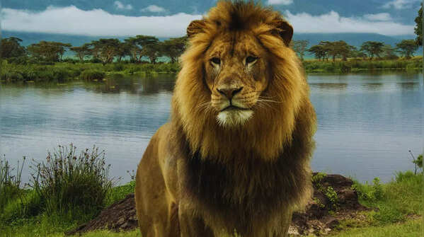 African Lion