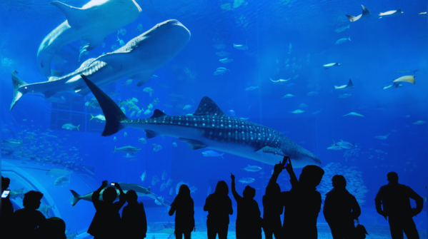 Moscow Oceanarium, Russia (25 million liters)