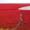Red Beach, Panjin, China