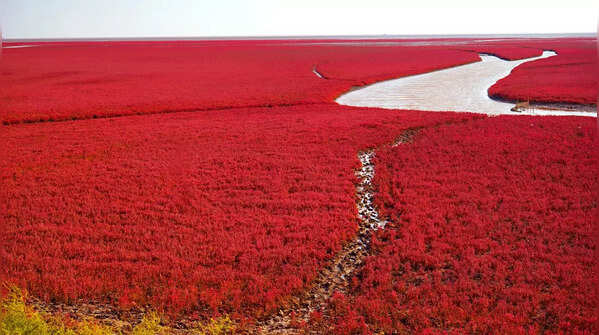 Red Beach, Panjin, China