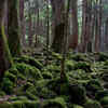 Aokigahara Forest, Japan