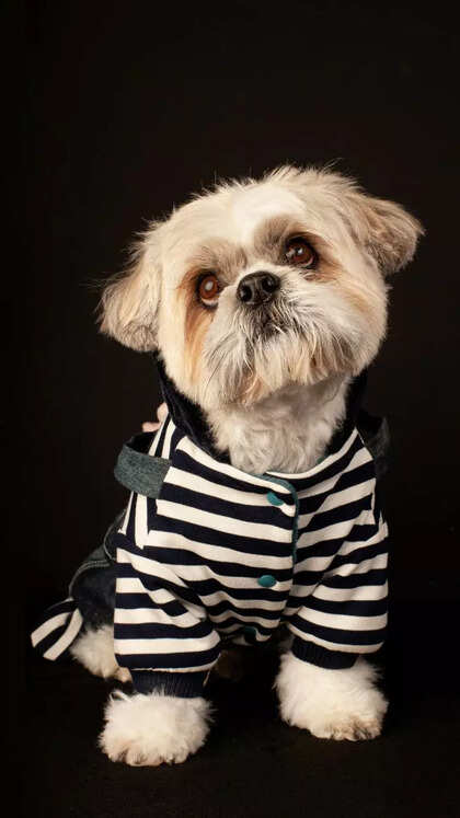 From Labrador Retriever to Shih Tzu: 10 pet dog breeds perfect for first-time owners