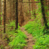 Hidden trails of Sim’s Park