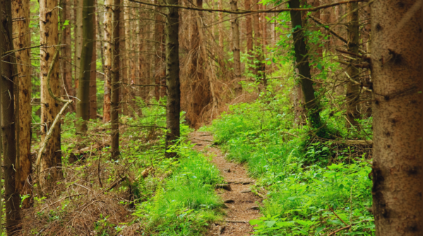 Hidden trails of Sim’s Park