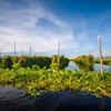 Floating Gardens of Inle Lake – Myanmar