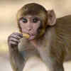 If you chose the monkey, it means