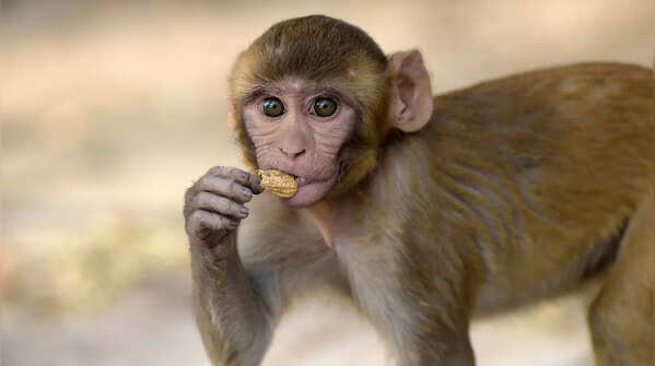 If you chose the monkey, it means