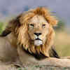 If you chose the lion, it means