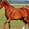  If you chose the horse, it means