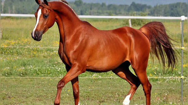 If you chose the horse, it means