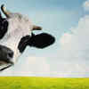 If you chose the cow, it means