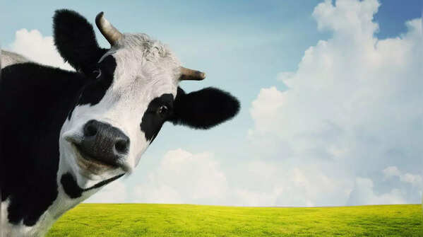 If you chose the cow, it means