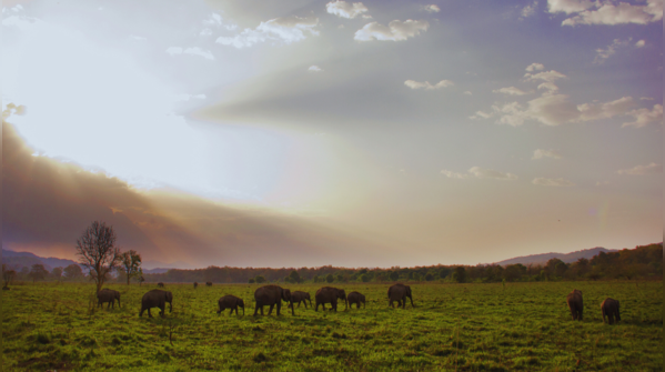 Dalma Hills, Jharkhand
