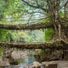 Double-Decker Living Root Bridges, Nongriat, Meghalaya