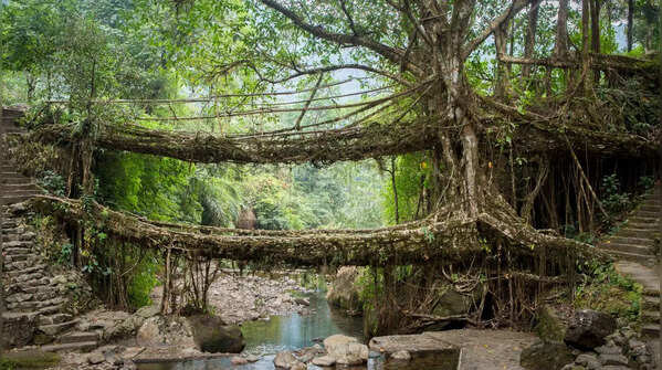 Double-Decker Living Root Bridges, Nongriat, Meghalaya