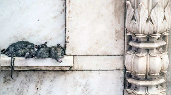 Karni Mata Temple (Rat Temple), Rajasthan
