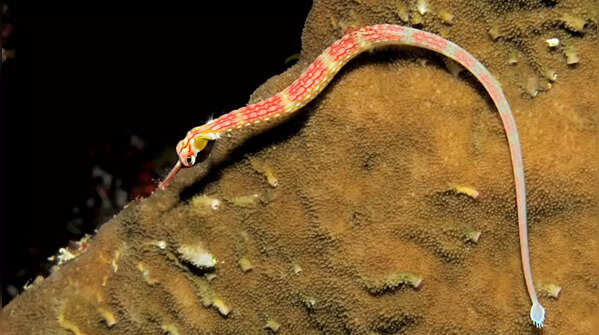 Pipefish
