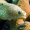 Moray eel
