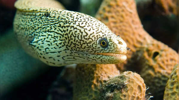 Moray eel