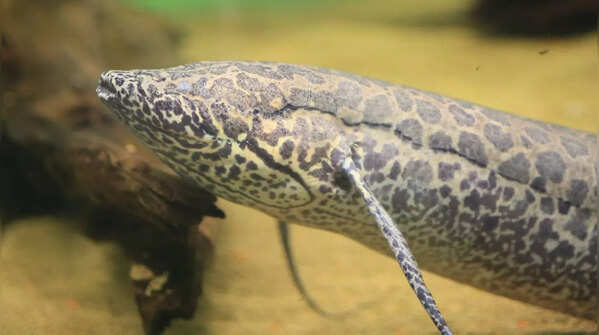 Lungfish