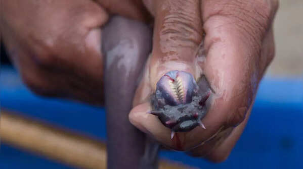 Hagfish