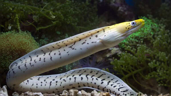 Conger eel