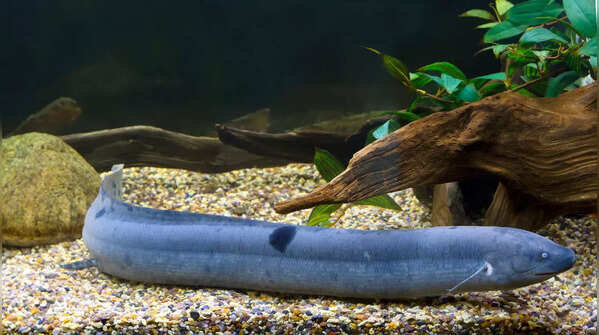 7 fish that look like snakes– and you’ll be shocked to see the resemblance