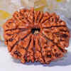 ​Ekadash Mukhi (11 Mukhi) Rudraksha – Symbol of inner strength