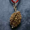Do Mukhi (2 Mukhi) Rudraksha – Symbol of divine union