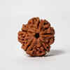 Panchmukhi (5 Mukhi) Rudraksha – Suitable for everyone