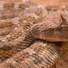 Desert Horned Viper