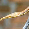 Malagas​y Leaf-Nosed Snake