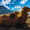 Instead of Leh, try Nubra Valley (Ladakh)