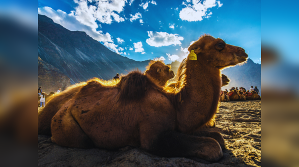 Instead of Leh, try Nubra Valley (Ladakh)