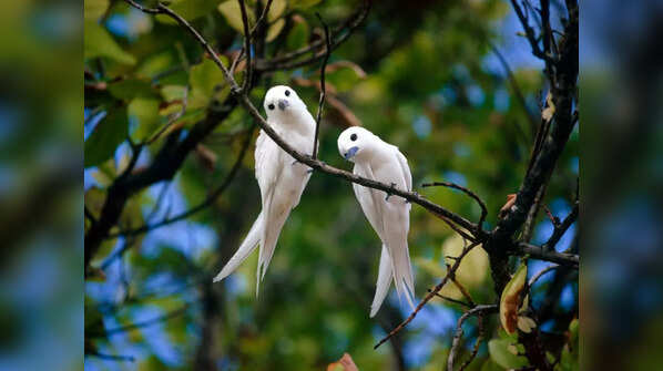 8 rare birds to spot in Indian jungles