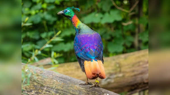 Himalayan Monal