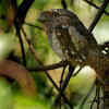 Sri Lanka Frogmouth
