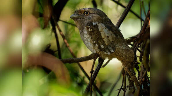 Sri Lanka Frogmouth