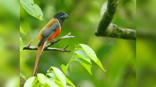 Malabar Trogon
