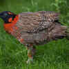 Satyr Tragopan