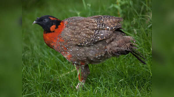 Satyr Tragopan